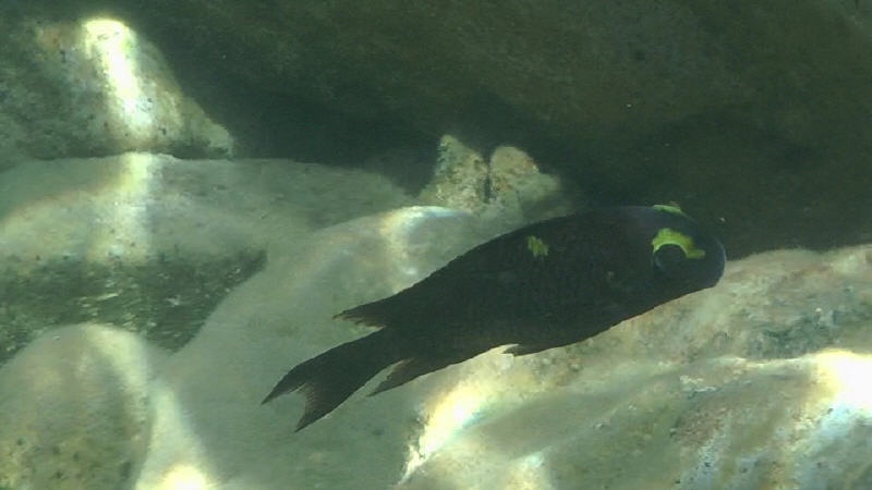 Tropheus sp. 'black' Muzimu